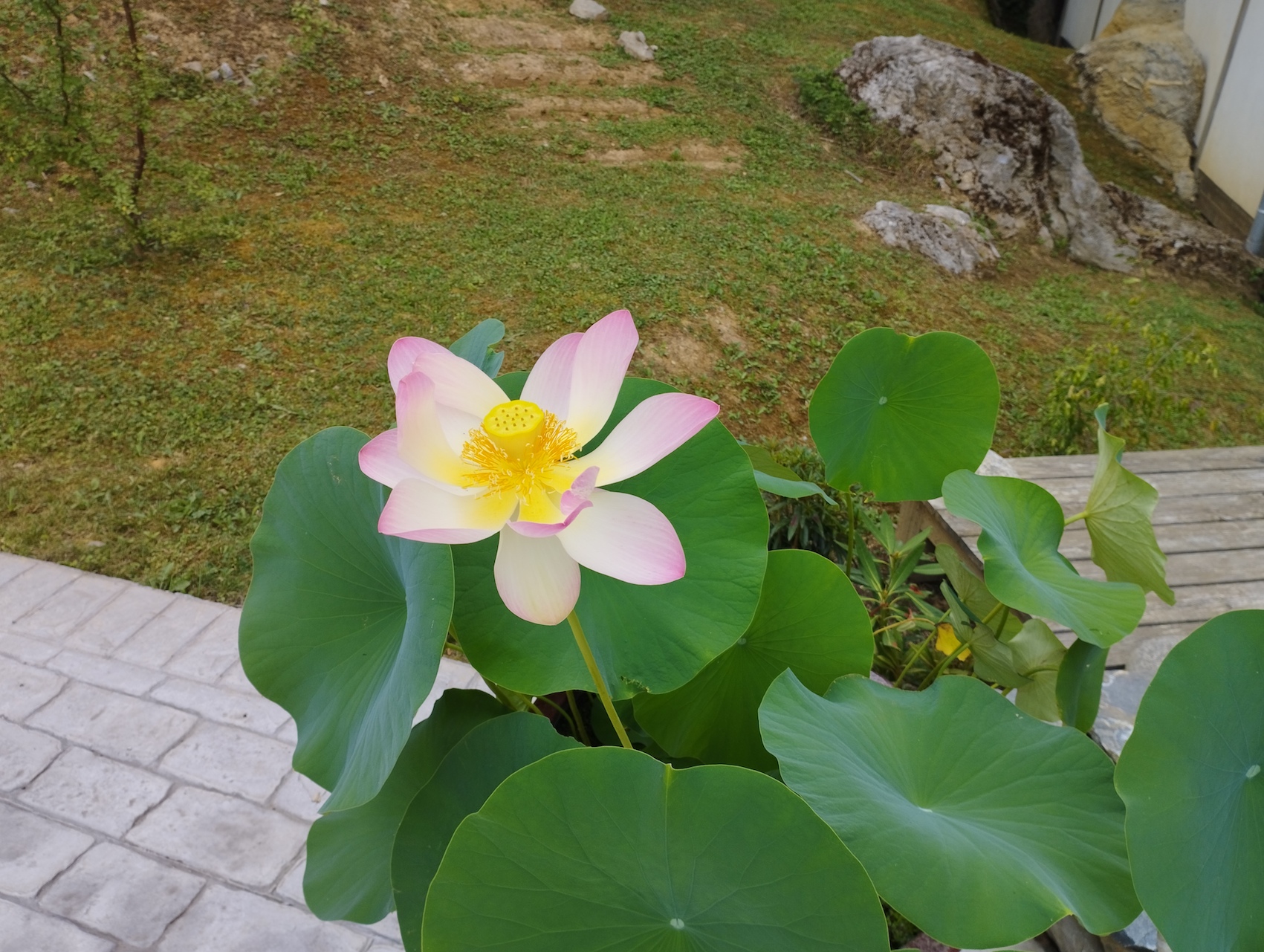 IMG 20250705 101357